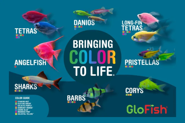 Vibrant Color for Every Tank