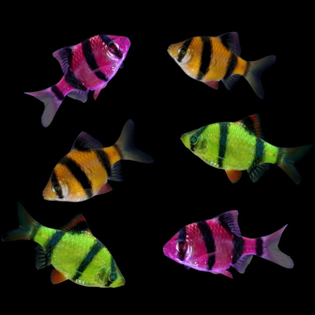 GloFish® Seasonal and Holiday