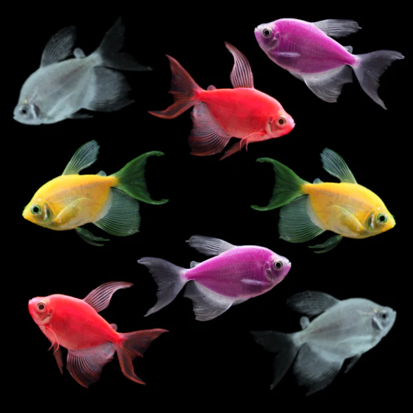 Long-Fin Tetras For Sale | Buy GloFish® online