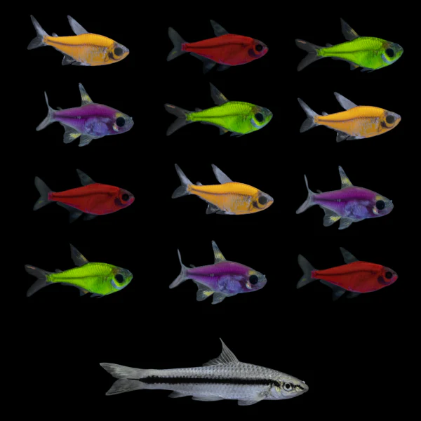 GloFish® Pristella Tetras