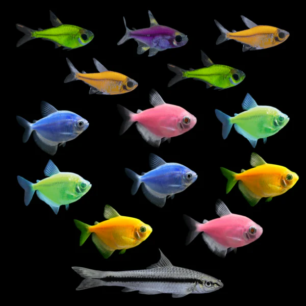 GloFish® Skirt Tetras